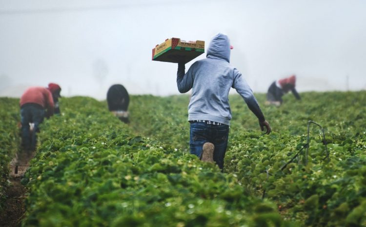  La regolarizzazione dei migranti durante l’emergenza sanitaria